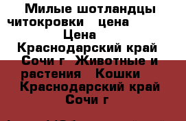 Милые шотландцы читокровки . цена 1000,2000,30 › Цена ­ 1 000 - Краснодарский край, Сочи г. Животные и растения » Кошки   . Краснодарский край,Сочи г.